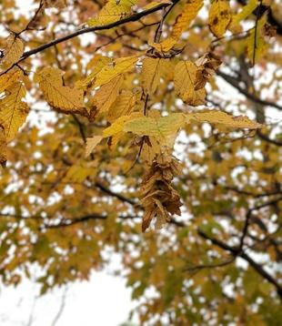 イヌシデの実がたくさんついています