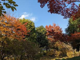 紅葉が始まっています