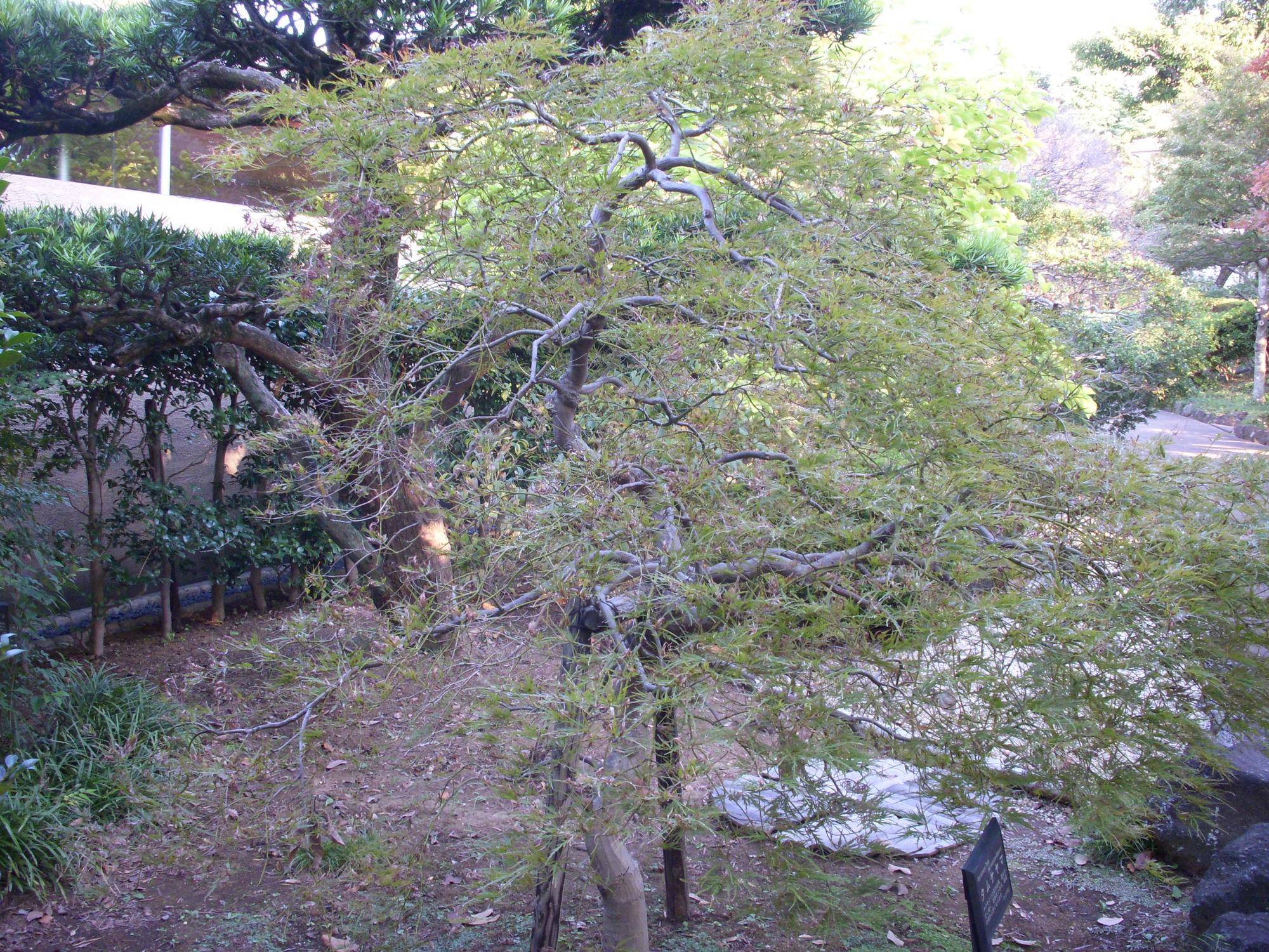 タムケヤマ（手向山）の写真