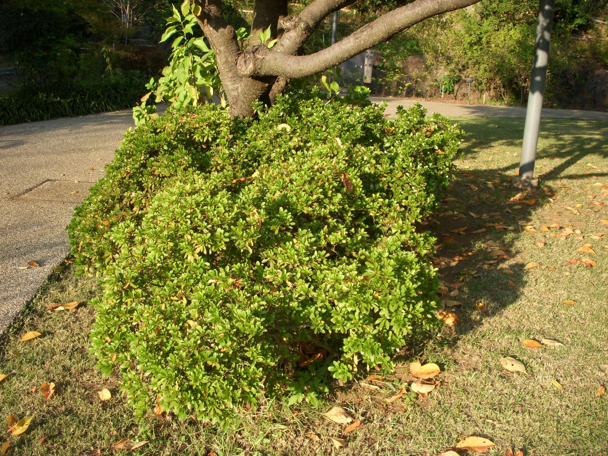 モチツヅジ（餅躑躅）の写真