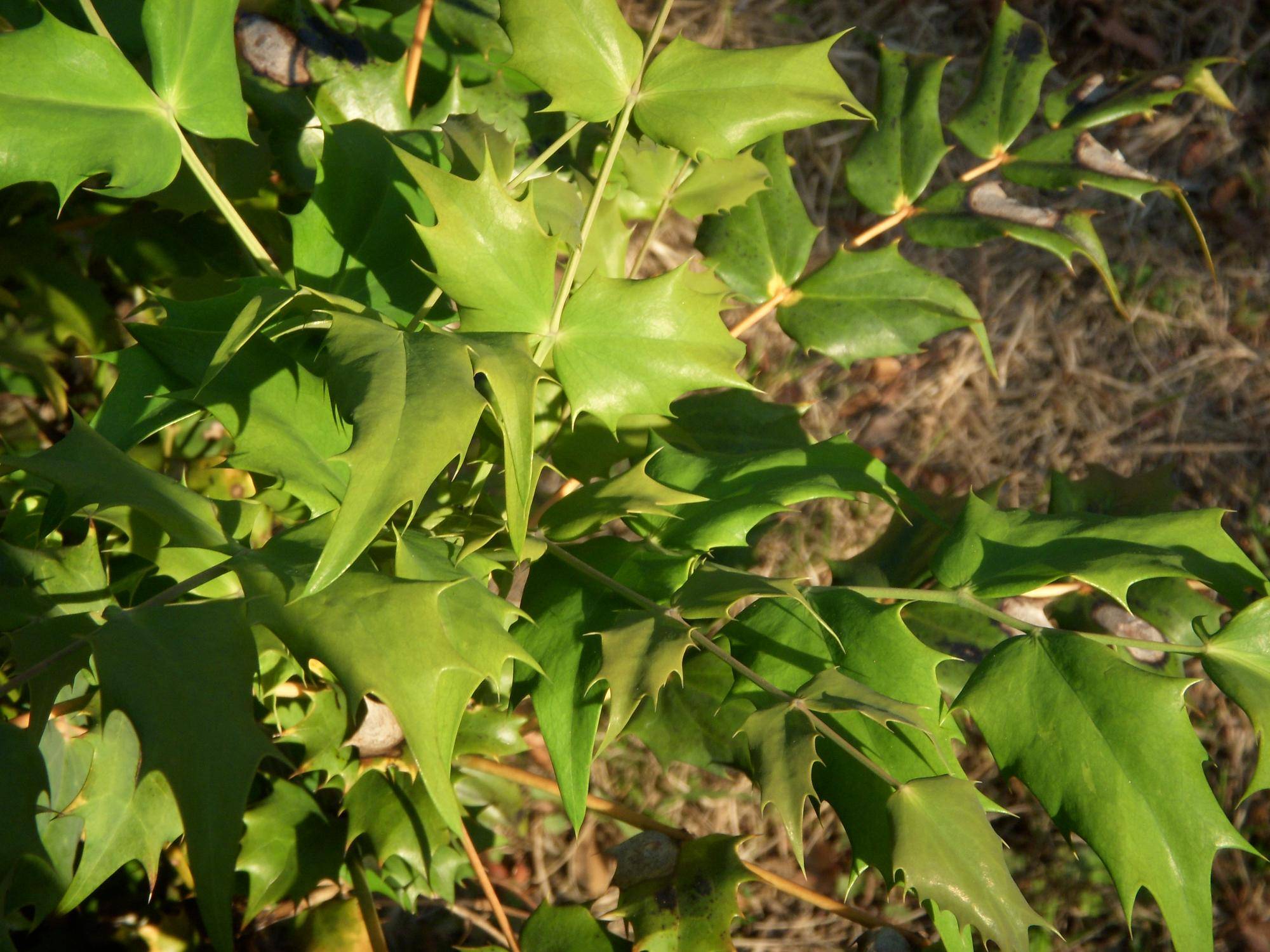 ヒイラギナンテン（柊南天）の写真