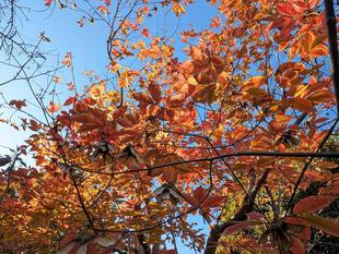 メグスリノキの木が紅葉しています