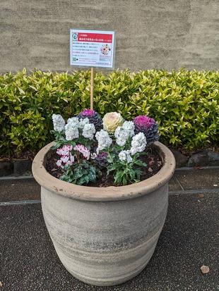 横浜花き展覧会のお花を分けていただきました
