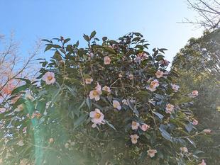 小さめのツバキが見頃です