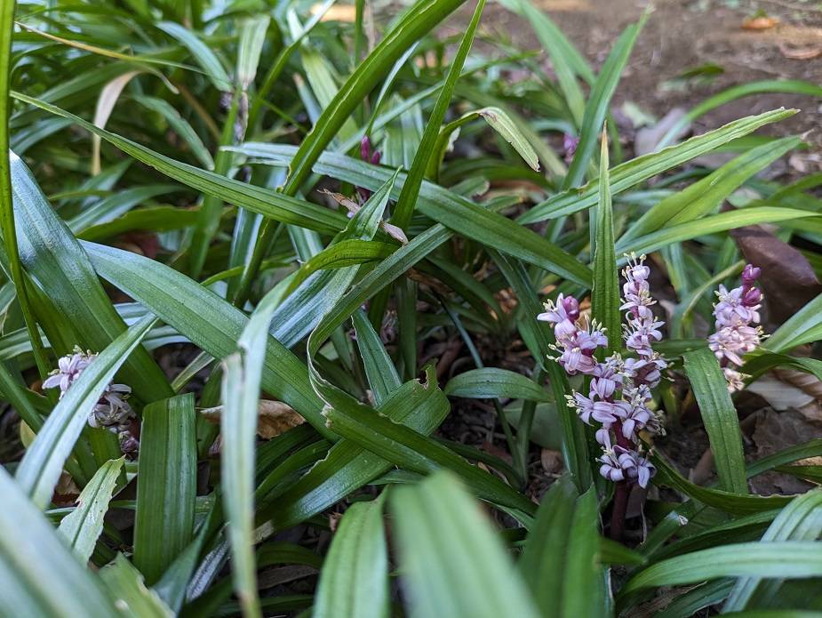 キチジョウソウが咲いていますの写真