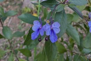 蝶のような形のお花です