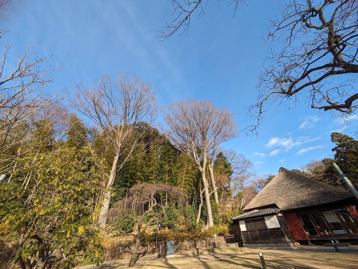 園内の大きな木ですの写真