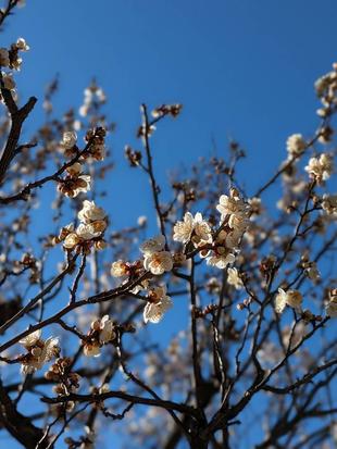 梅が咲き始めています