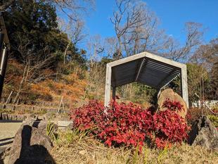 パーゴラエリアも見頃です