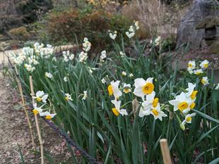 スイセンが咲いています