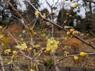 ロウバイが咲いています