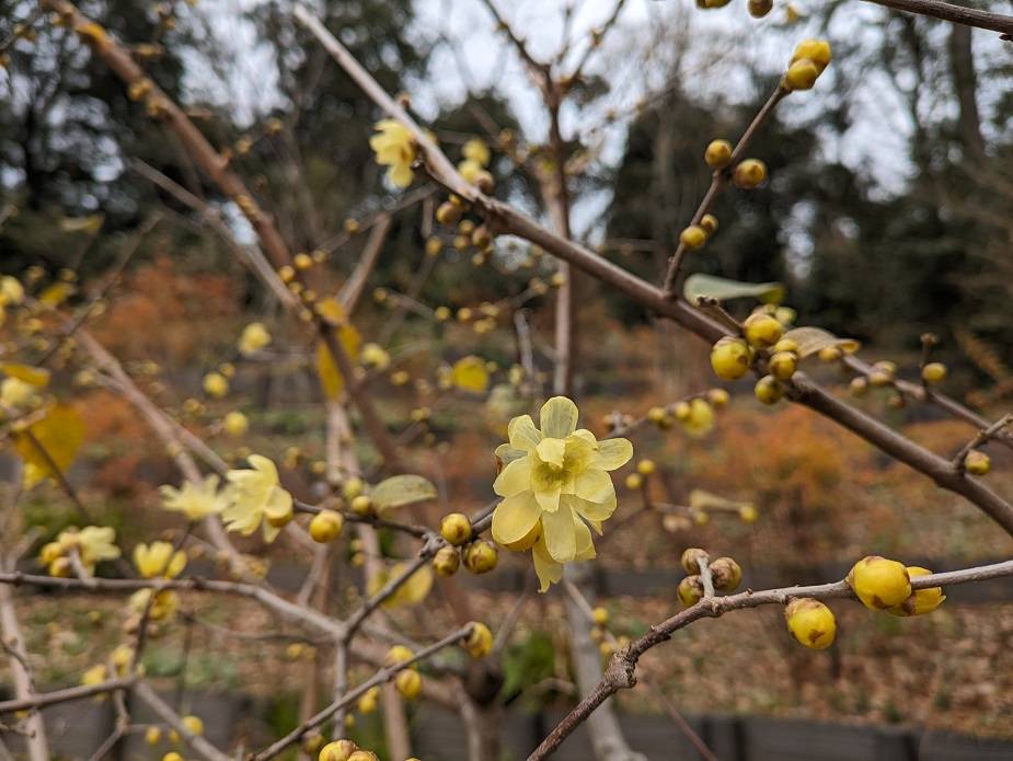 ロウバイが咲いていますの写真
