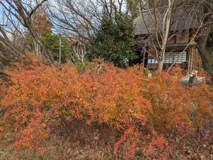 ユキヤナギの紅葉がきれいです