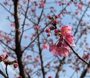 河津桜が咲き始めています