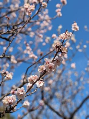 アンズの花が咲いています