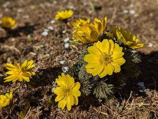 フクジュソウが咲いています