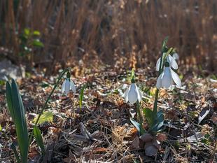 スノードロップが咲いています