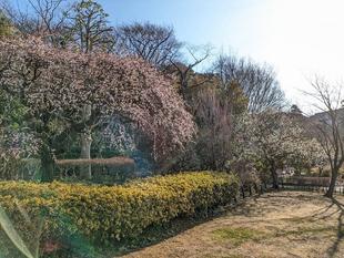梅の花が見頃に入っています