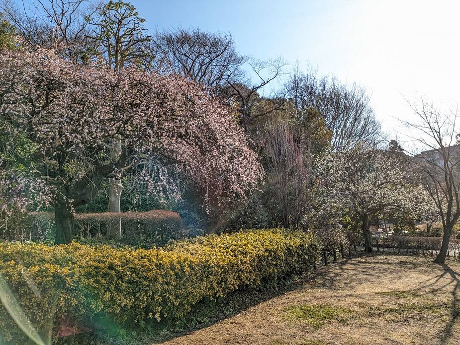 梅の花が見頃に入っていますの写真