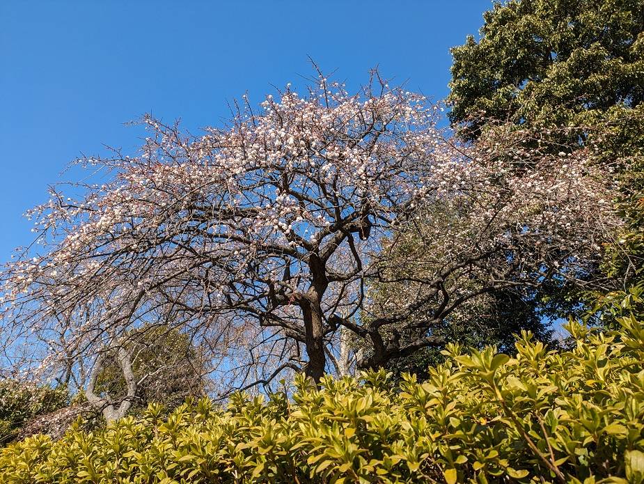 しだれ梅が咲き始めていますの写真