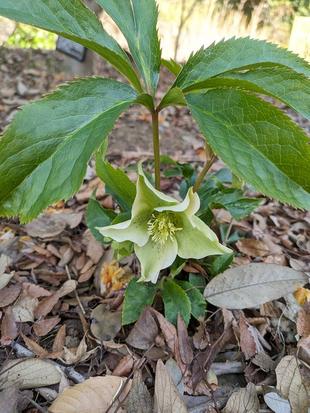 クリスマスローズが咲き始めました