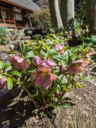 クリスマスローズが見頃です