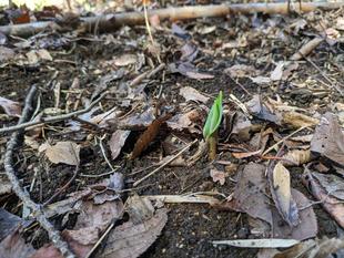 カタクリの芽が出始めています