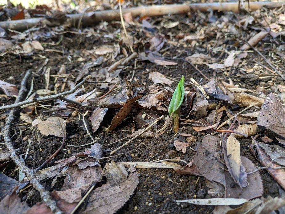 カタクリの芽が出始めていますの写真