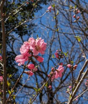 ハナモモが咲き始めています