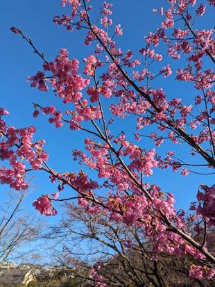 河津桜が満開をむかえています