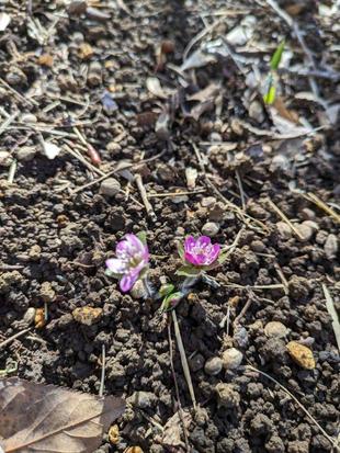 ユキワリソウが咲いています