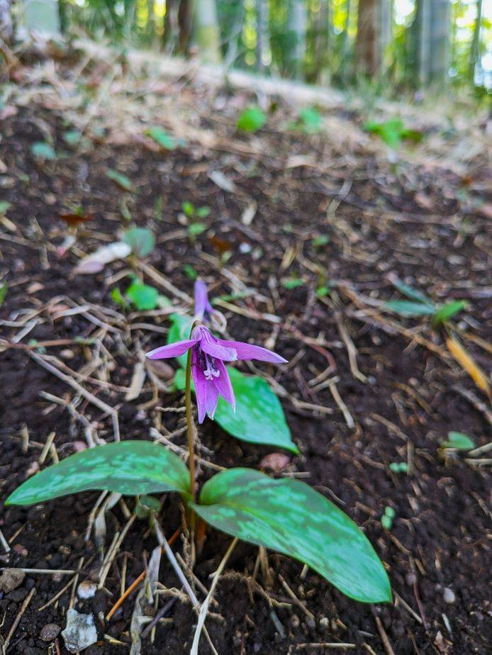 カタクリの花が次々と咲いていますの写真