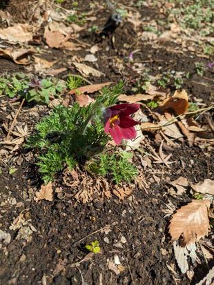 オキナグサが咲き始めました