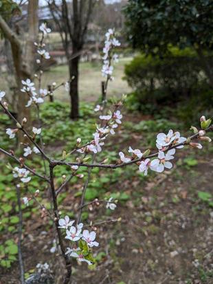 ユスラウメが咲いています