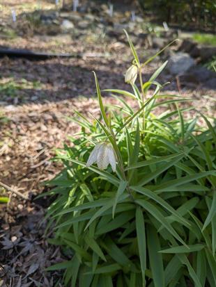 バイモが咲いています
