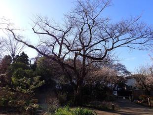 桜開花情報【2024年３月３日】