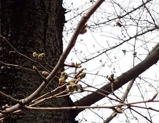 桜開花情報【2024年３月28日】