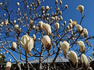 ハクモクレンが咲いています