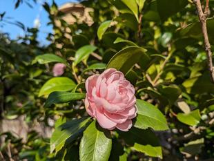 オトメツバキが咲いています