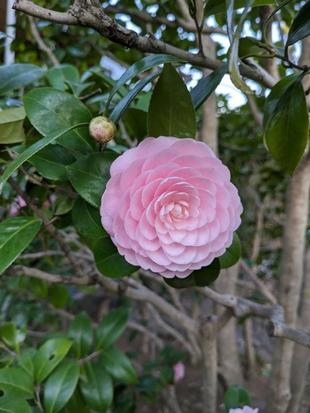 オトメツバキが咲いています