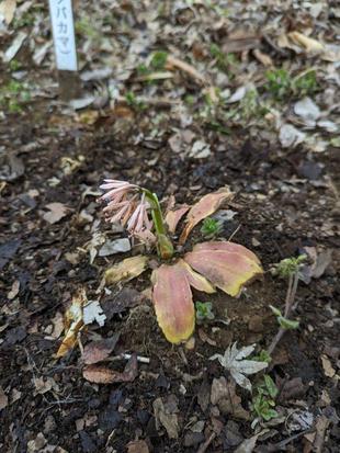 ショウジョウバカマが咲き始めています