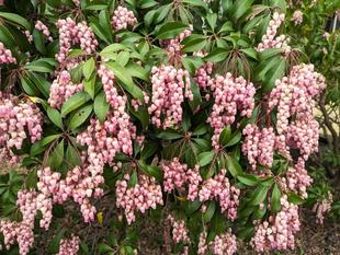 アセビの花が咲いています