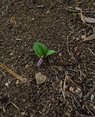 カタクリのつぼみがでています