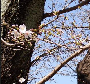 桜開花情報【2024年３月31日】