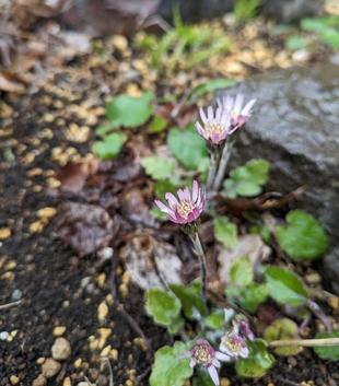 センボンヤリが咲いています