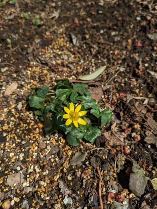 ヒメリュウキンカが咲いています