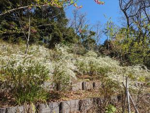 ユキヤナギが咲いています