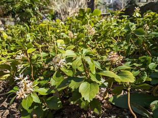 フッキソウの花が咲いています