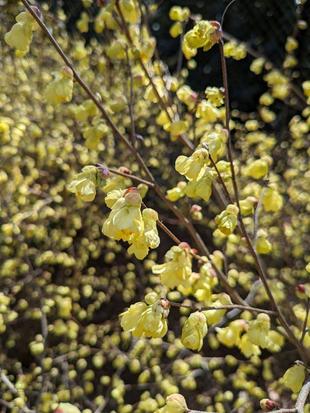 ヒュウガミズキが咲き始めています