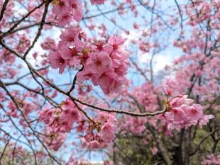 ヨコハマヒザクラが咲いています